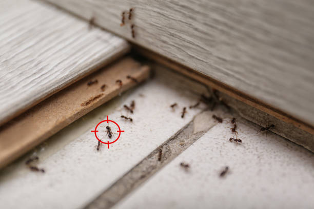 Best Rodent Control Near Me  in French Mp, CA