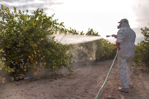 Best Mosquito Control Services  in French Mp, CA