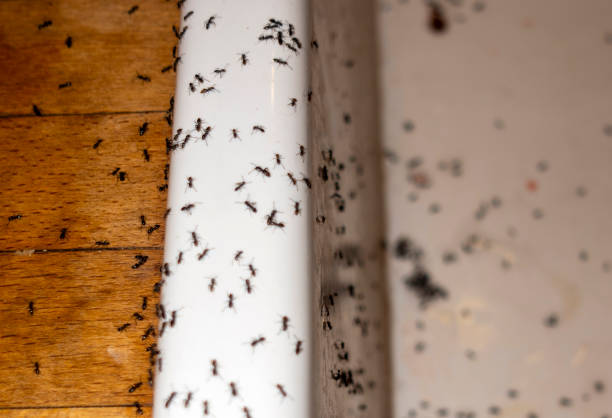 Best Best Pest Control Near Me  in French Mp, CA