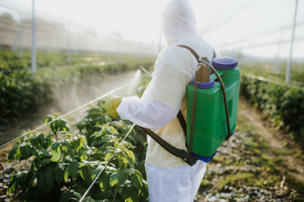 Best Ant Control Services  in French Mp, CA